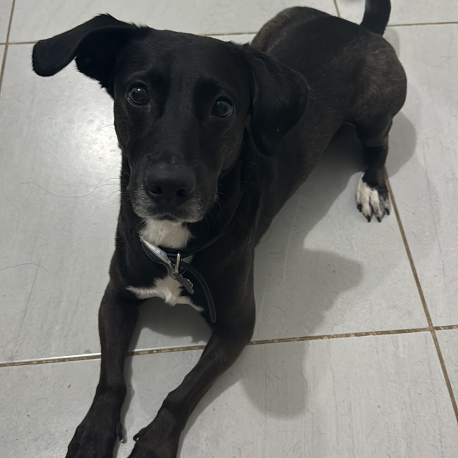 PERRY | Raza Mestizo | Perdido