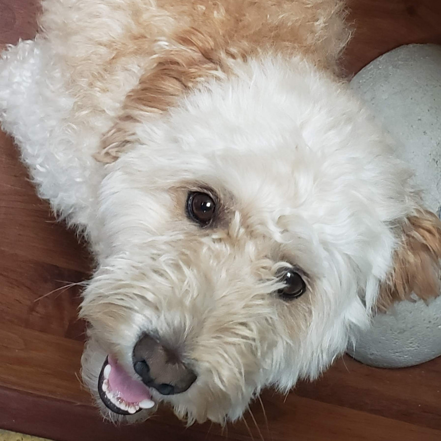 ROBERT | Raza French Poodle o Caniche | Perdido