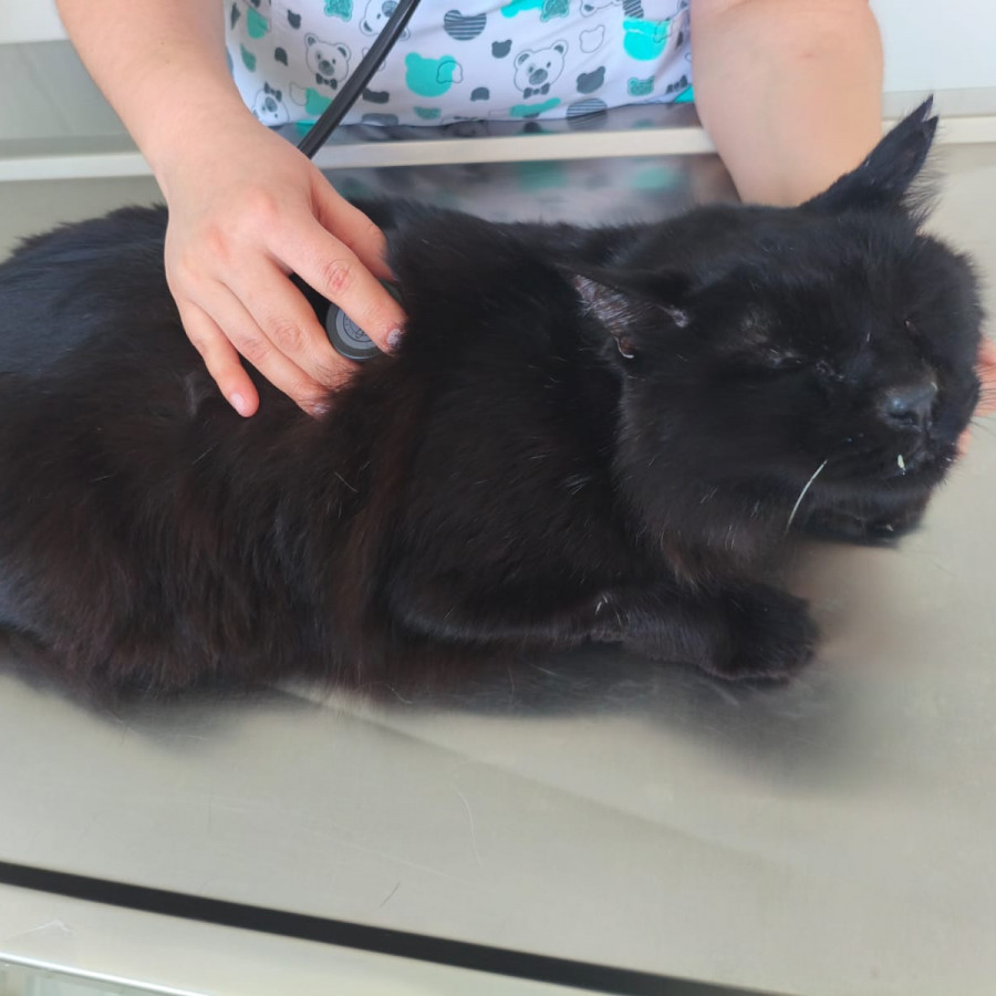 PANTRO | Raza Angora Turco Negro | Perdido