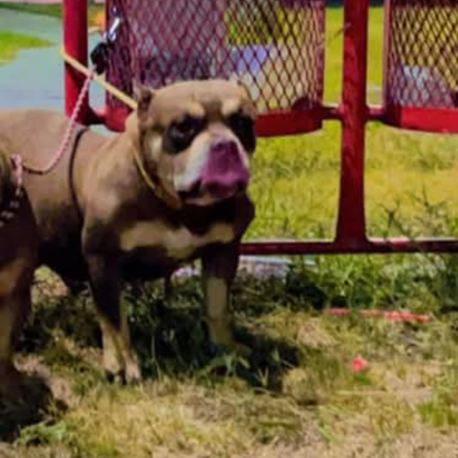 KIARA | Raza American Bully  | Perdida