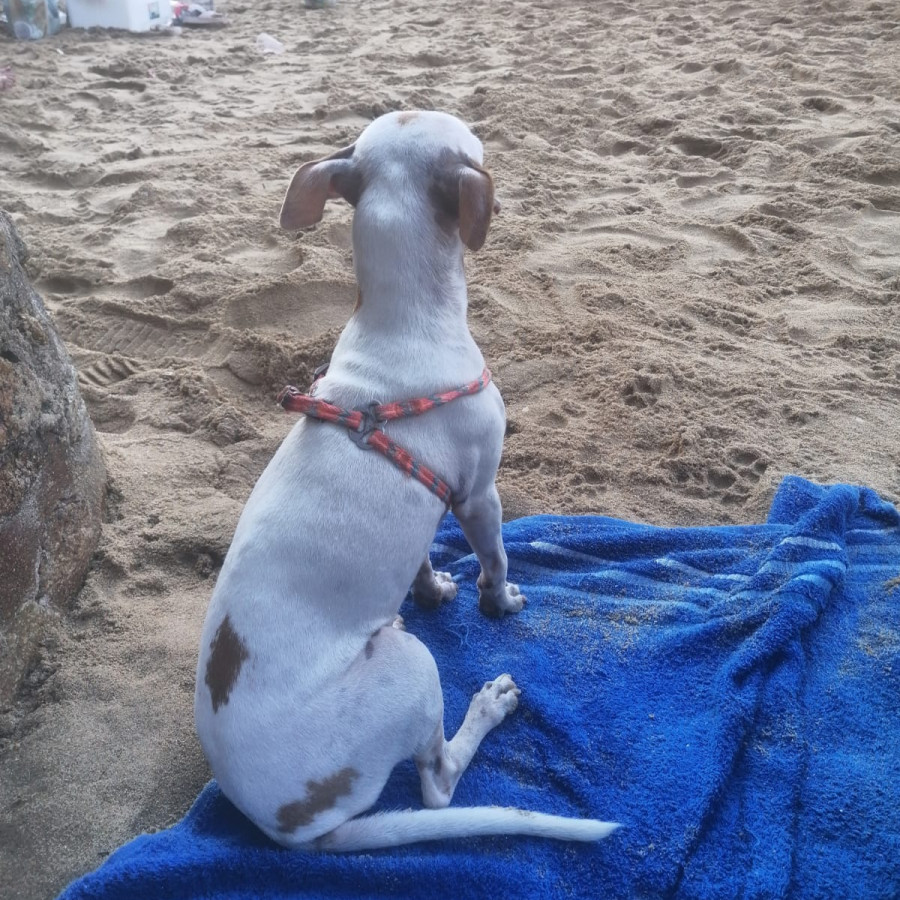 ODIE | Raza Chihuahua | Perdido