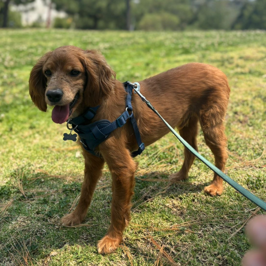 ARCHIE | Raza Mestizo, cruza de Cocker Spaniel | Perdido