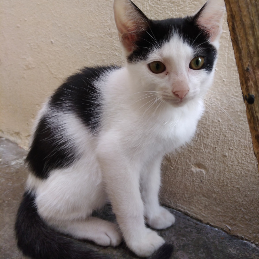 MICIO | Raza Doméstico Americano de pelo corto | En Adopción