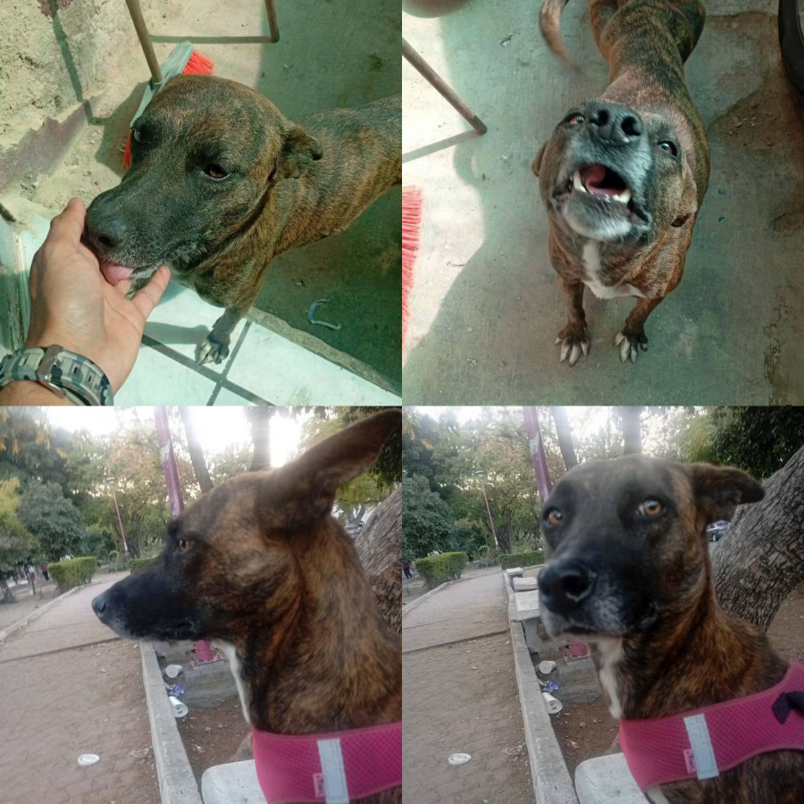 MAMBA | Raza Mestiza, cruza de Pastor Belga Malinois | Perdida