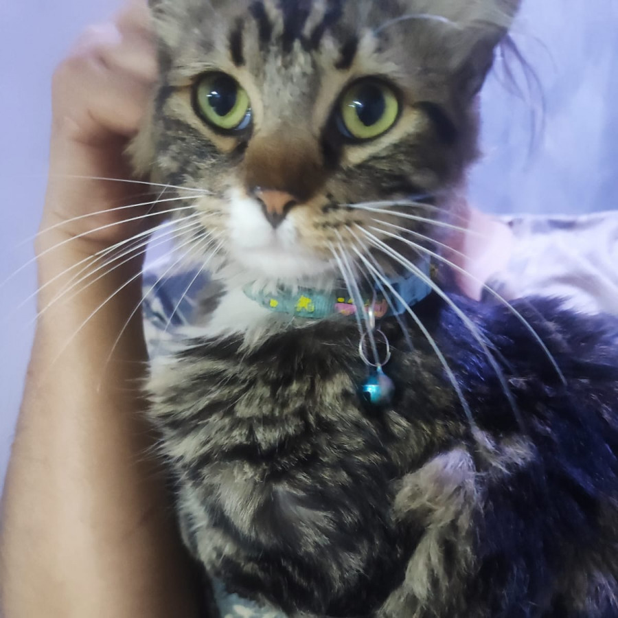  | Raza Doméstico Americano de pelo semilargo | Encontrado