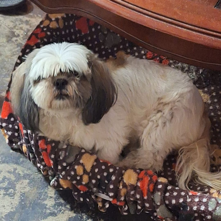 LAYLA | Raza Shih Tzu  | Perdida