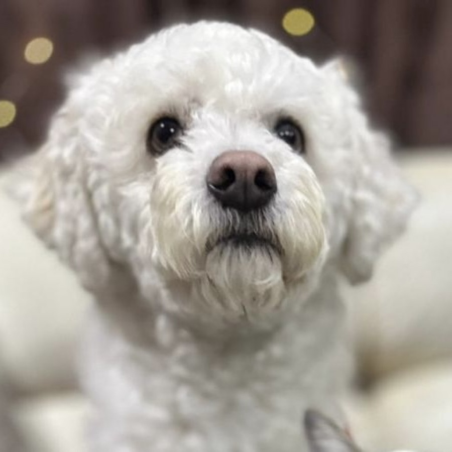 ADHARA | Raza Mestiza, cruza de French Poodle | Perdida