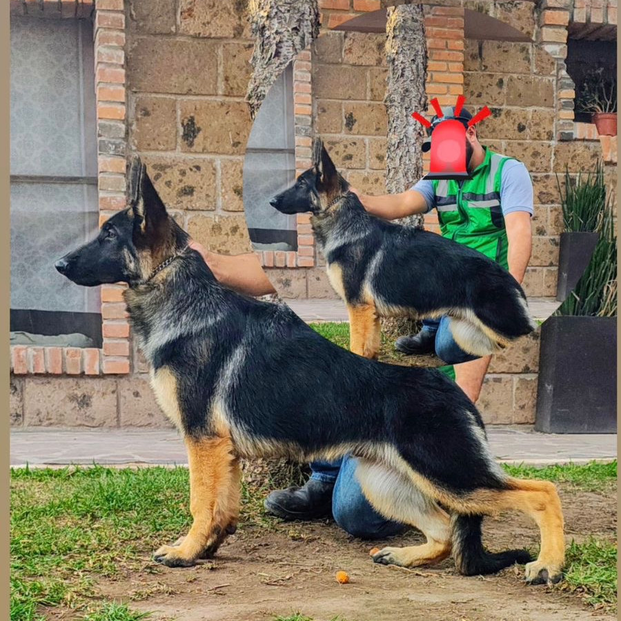 MÁXIMO | Raza Pastor Alemán | Perdido