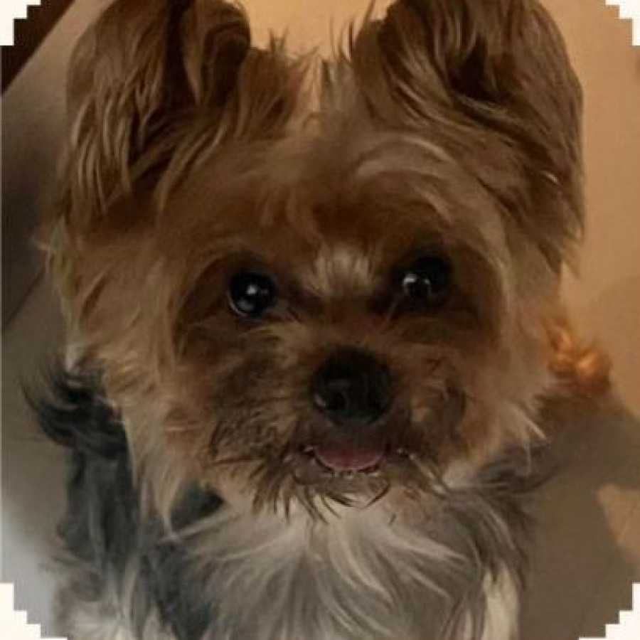 TOMÁS | Raza Yorkshire Terrier (Yorkie) | Final Feliz