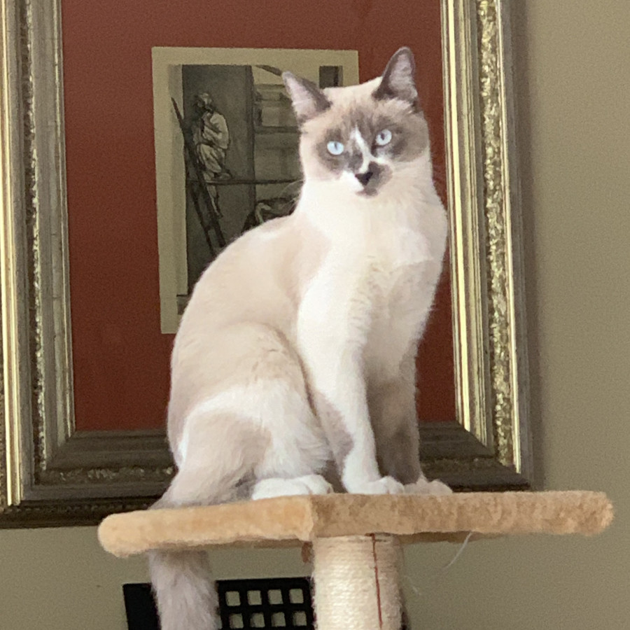 LUNA | Raza Snowshoes | Perdida