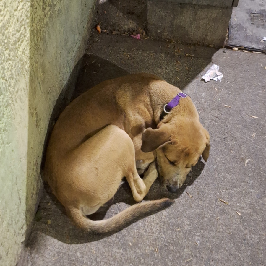  | Raza Mestizo | Encontrado