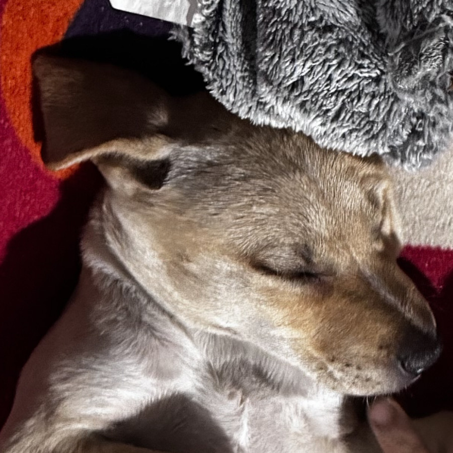 CANELA | Raza Mestiza, cruza de American Pitbull Terrier | En Adopción