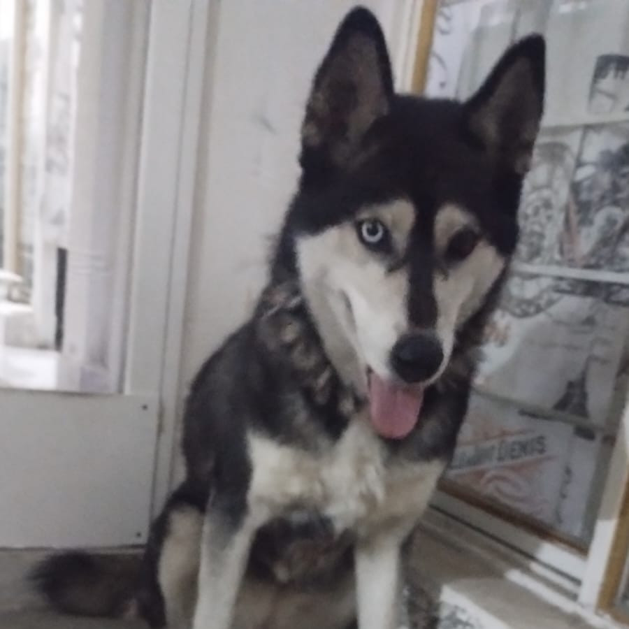  | Raza Husky Siberiano | Encontrada