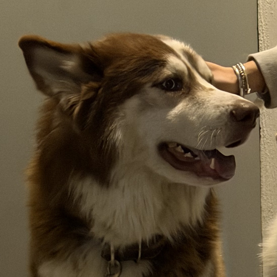  | Raza Husky Siberiano | Final Feliz