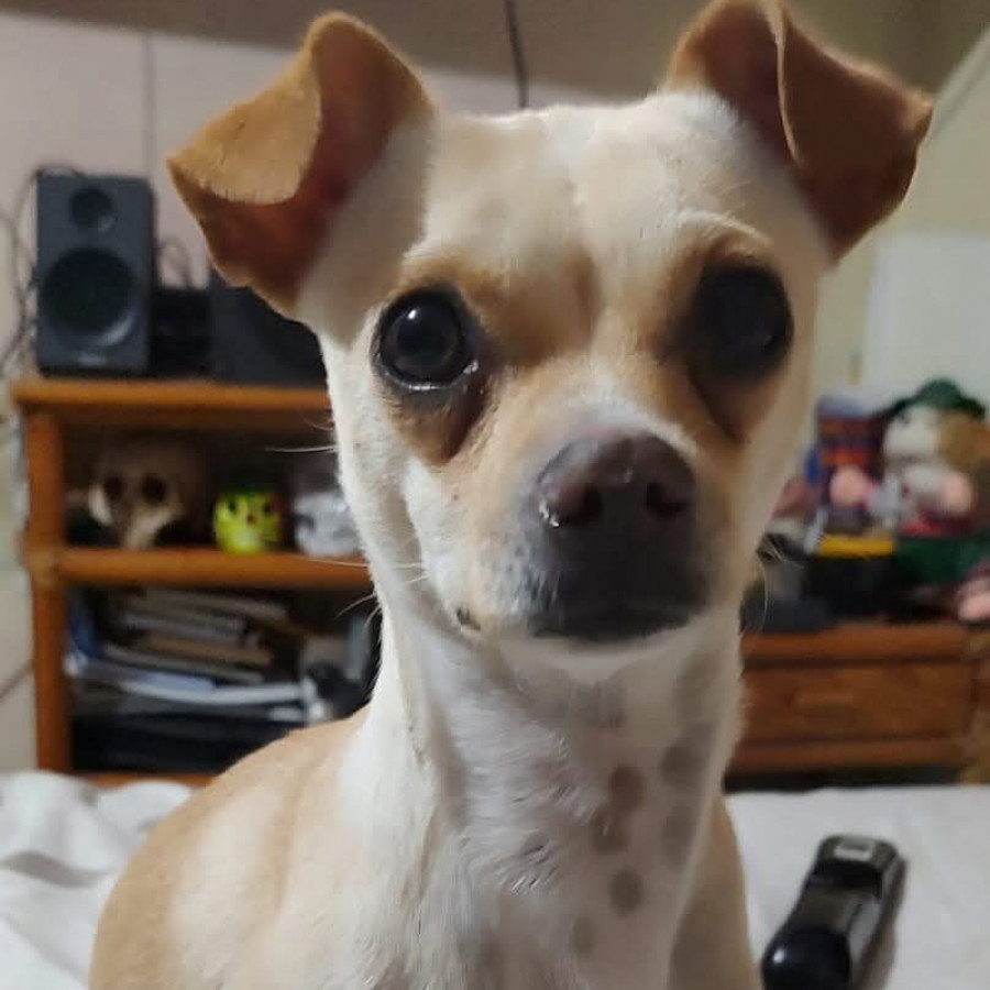 HACHI | Raza Chihuahua | Final Feliz