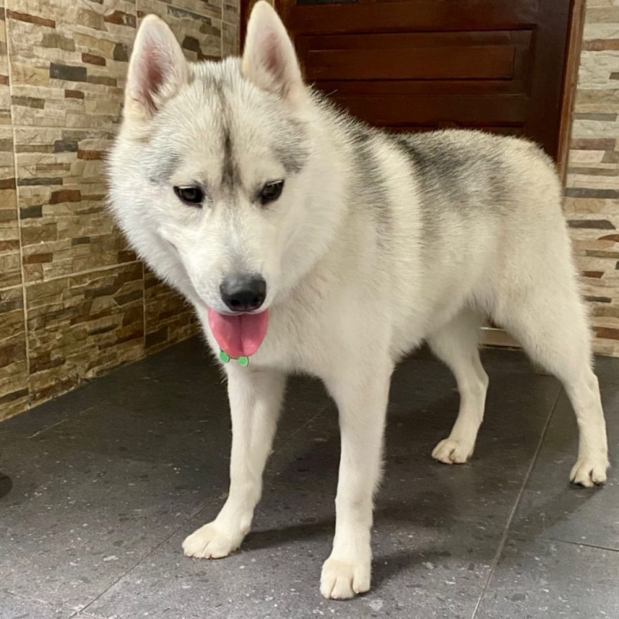 MUFASA | Raza Husky Siberiano | Perdido