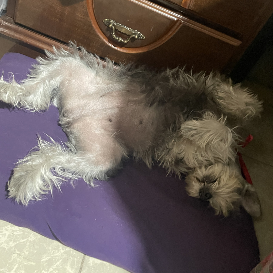 LAIKA | Raza Schnauzer Miniatura  | Perdida