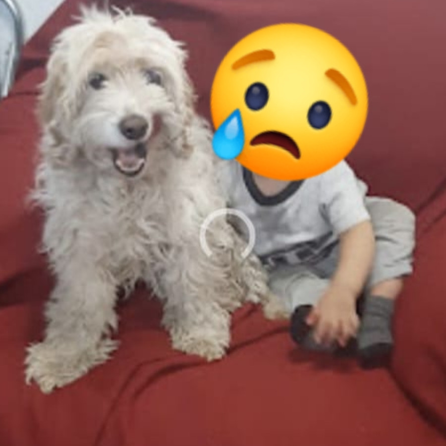 CHONCHITO | Raza Mestizo, cruza de French Poodle | Perdido