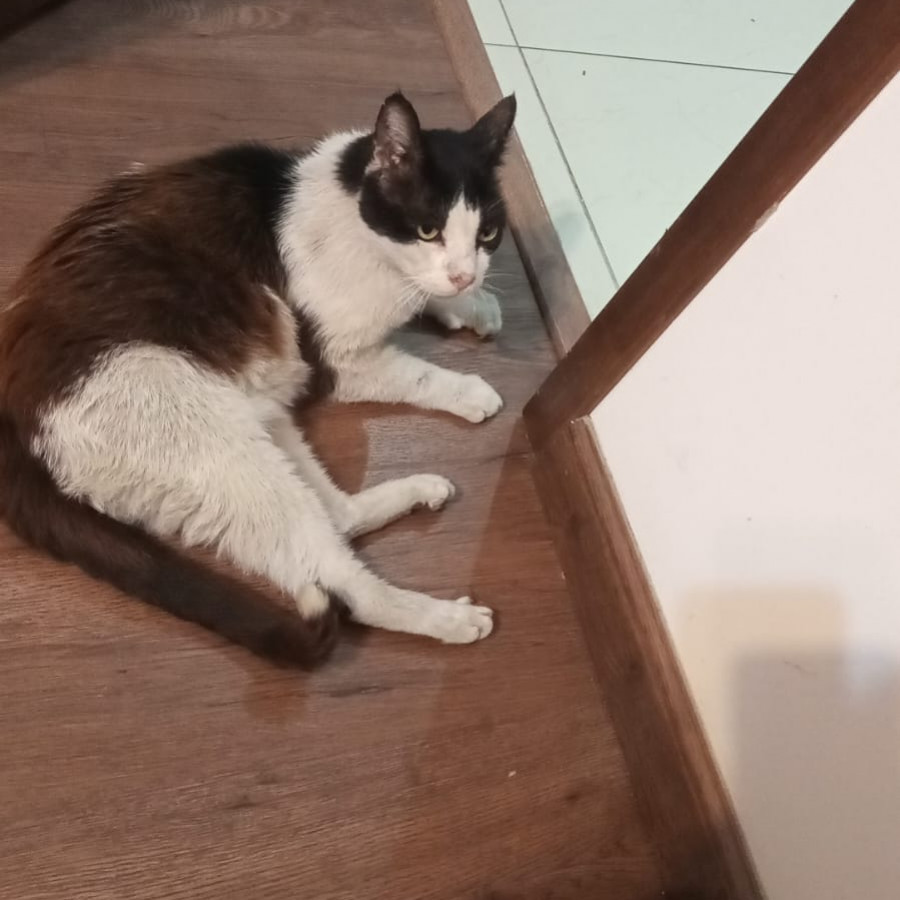 MANCHAS | Raza Doméstico Americano de pelo semilargo | Perdido