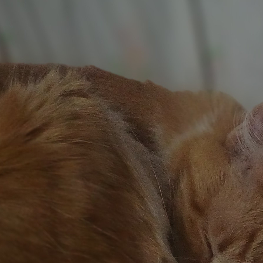 EVANGELINE | Raza Doméstico Américano de Pelo Corto | Perdida