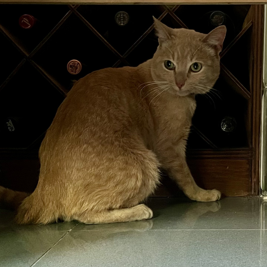  | Raza Doméstico Americano de pelo corto | Encontrado