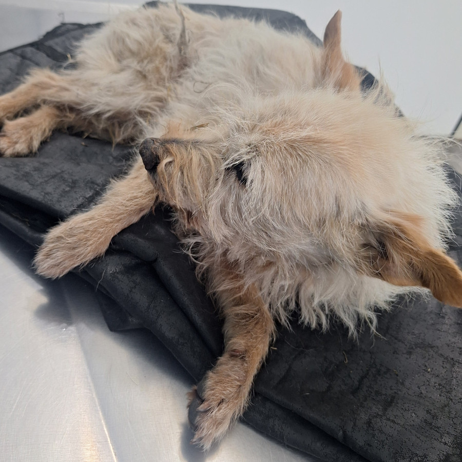  | Raza Mestiza, cruza de Chihuahua con Schnauzer,  (Chizer) | Encontrada