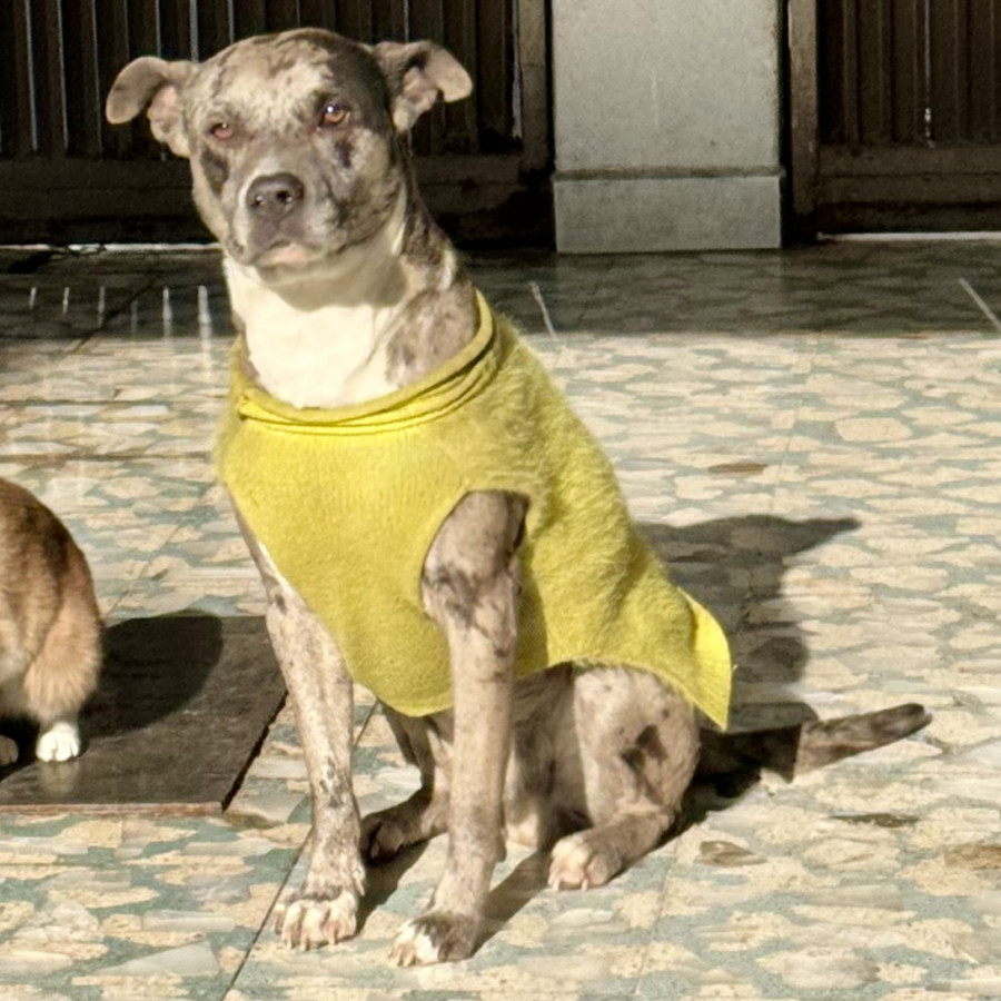 JÚPITER | Raza Mestizo, cruza de American Pitbull Terrier | Perdido