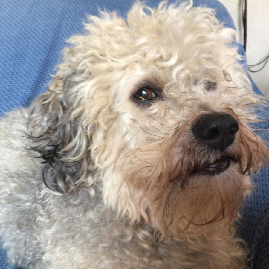 PIPECO | Raza Mestizo, cruza de French Poodle | Perdido