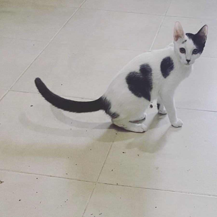 CRUELA | Raza Domestico Americano de pelo corto | Perdida