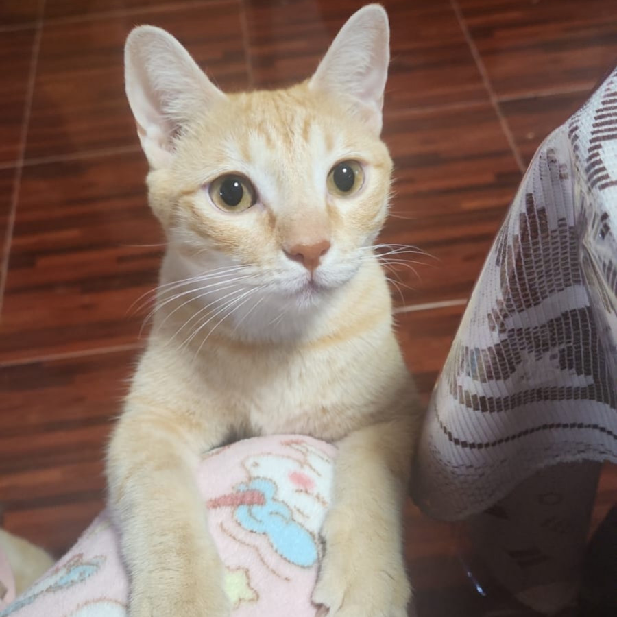 NALA | Raza Doméstico Américano de Pelo Corto | Perdida