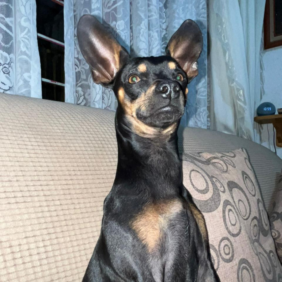 ORACIO | Raza Chihuahua | Perdido
