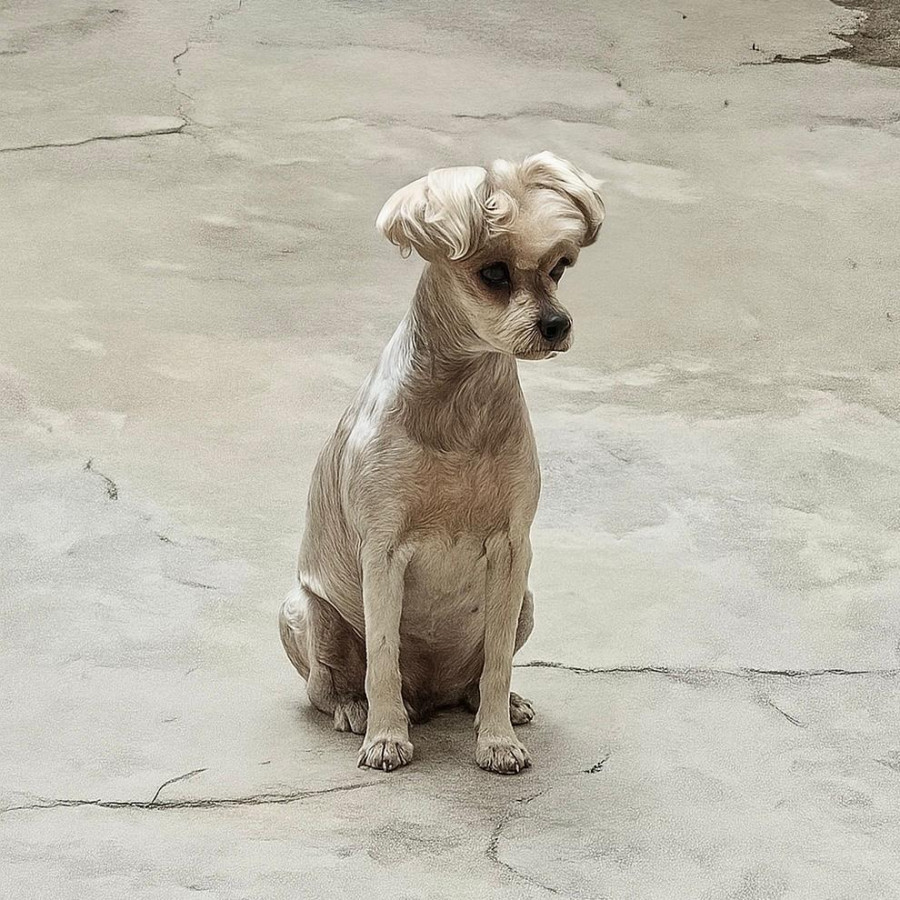 HACHI (JACHI) | Raza Schnauzer | Final Feliz