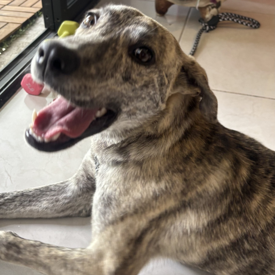CLEMENTINA | Raza Mestiza | En Adopción