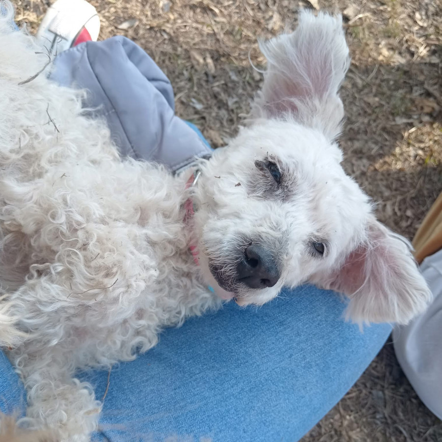 BORBUJA | Raza French Poodle o Caniche | Perdida