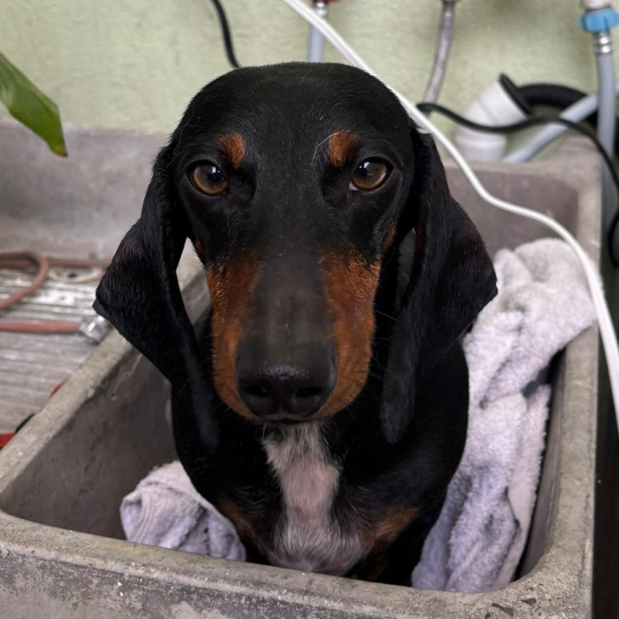 ROCKO | Raza Dachshund o Salchicha  | Final Feliz