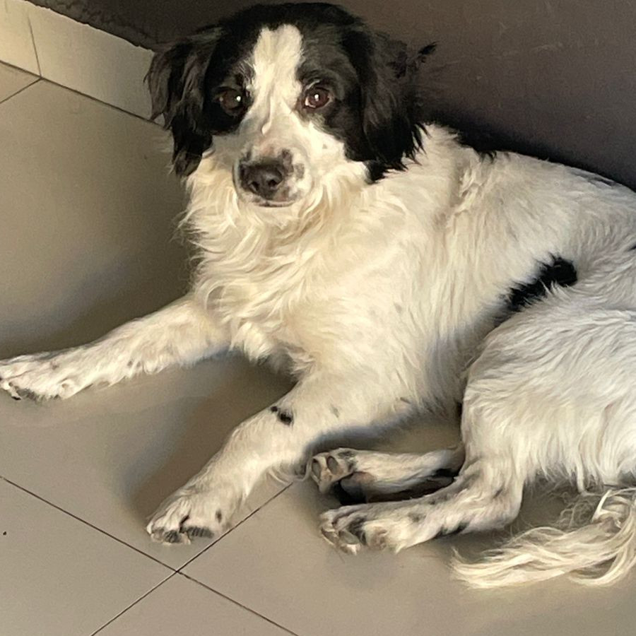  | Raza Mestizo | Encontrado