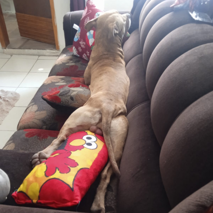 DOGOS | Raza American Pitbull Terrier | Perdido