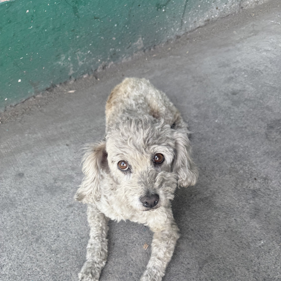  | Raza French Poodle o Caniche | Final Feliz