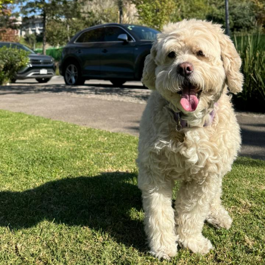 HENRY | Raza Mestizo, cruza de French Poodle con  Maltés,  (Maltipoo) | Perdido