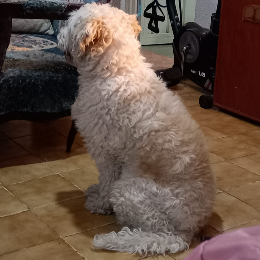 PETUNIA | Raza Mestiza | Perdida