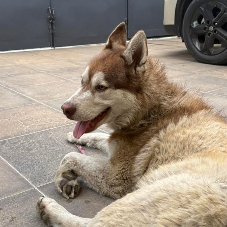  | Raza Husky Siberiano | Encontrado
