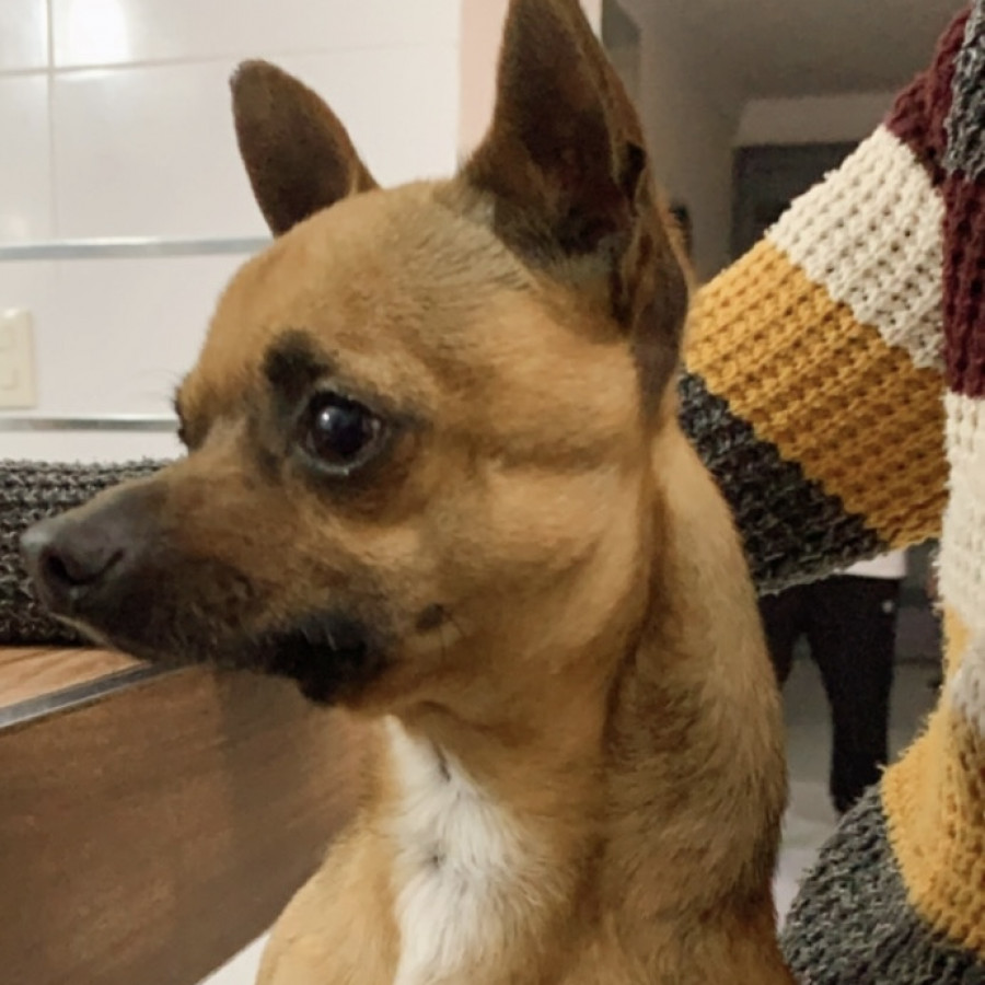 SID | Raza Chihuahua | Perdido