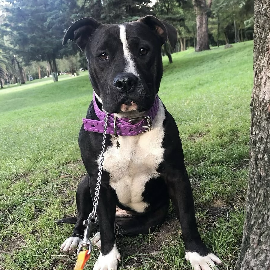 LOLA | Raza American Pitbull Terrier | Perdida