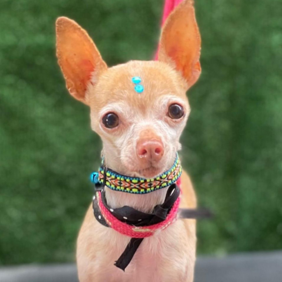 PRINCE | Raza Chihuahua | Final Feliz