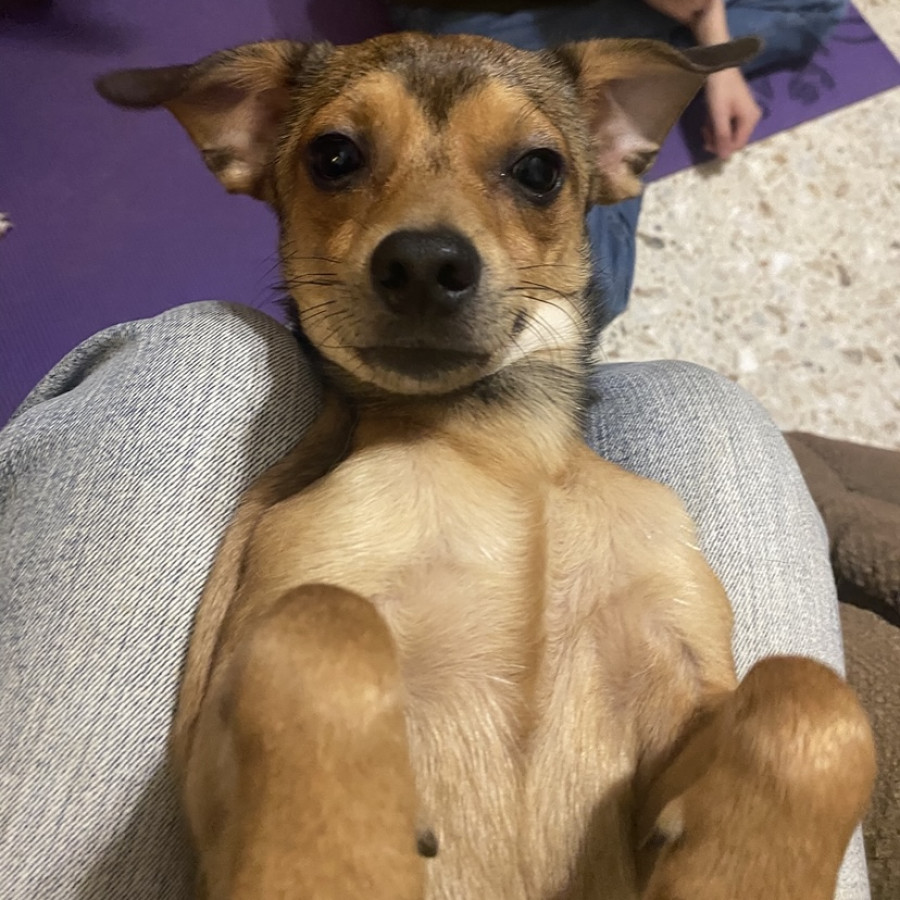 SIDKA | Raza Mestizo | Perdido