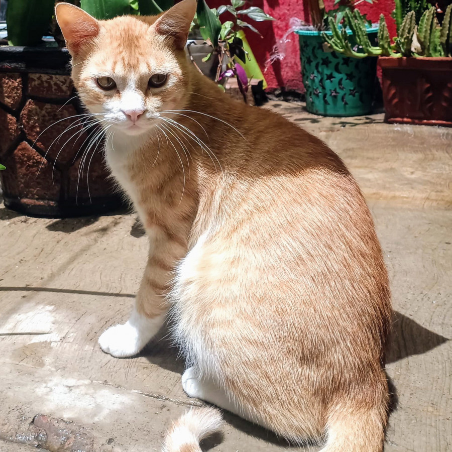 BARTOLO | Raza Doméstico Américano de Pelo Corto | Perdido