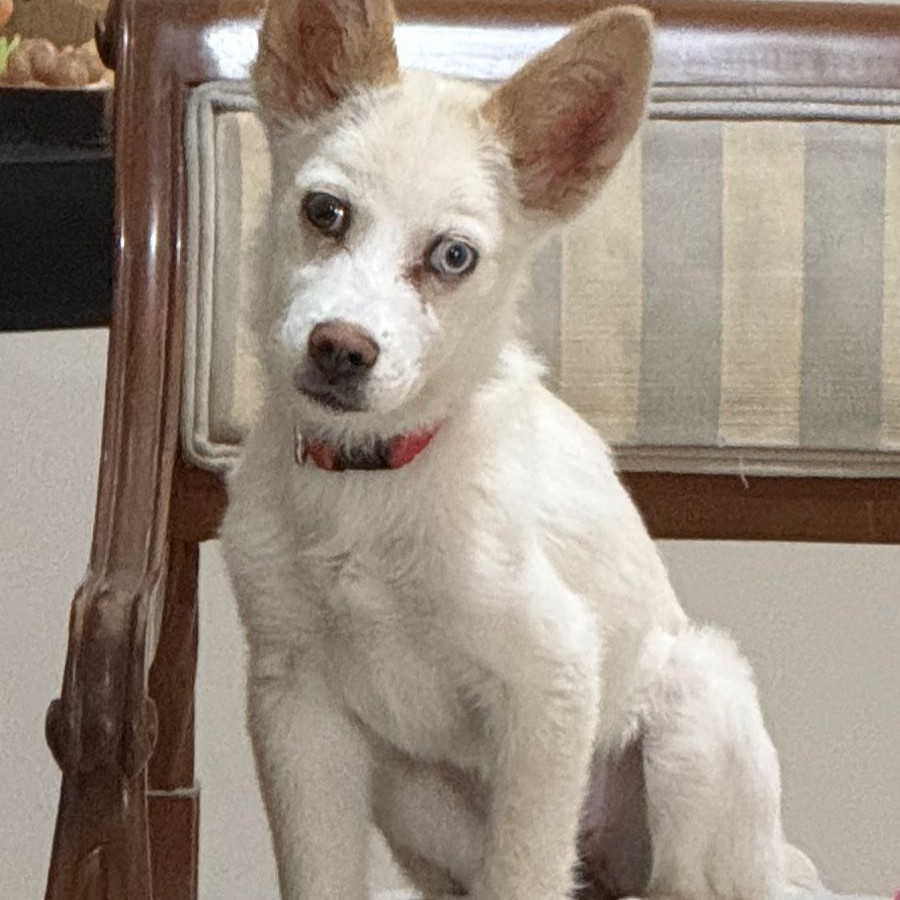 MILA | Raza Mestiza, cruza de French Poodle con Husky | Final Feliz