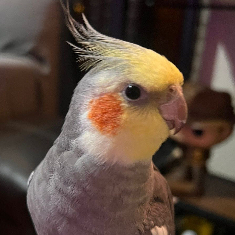 ABÚ | Raza Ninfa | Perdido