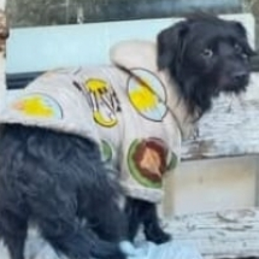 MAX | Raza Mestizo, cruza de Schnauzer | Perdido