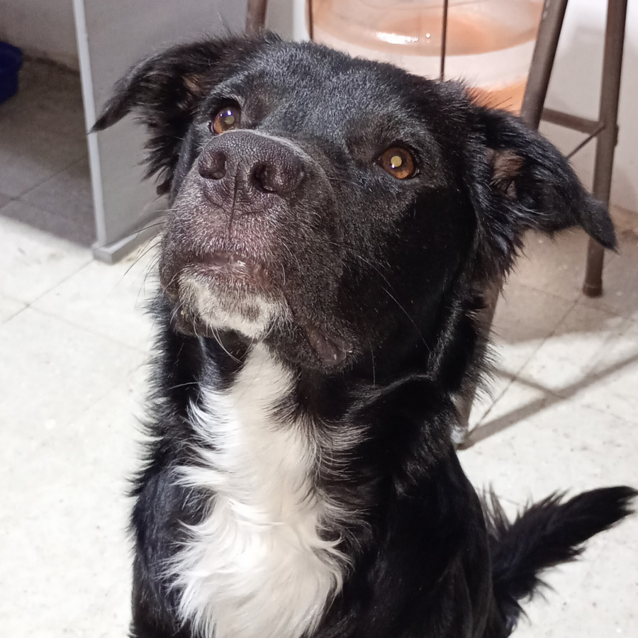  | Raza Mestizo,  posible cruza de Border Collie | Encontrado